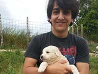 abruzzese sheepdog puppy